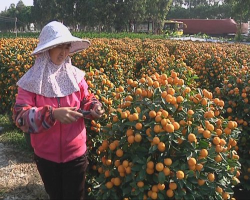 农户种植年桔大盆换小盆 专攻家庭市场