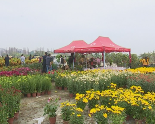 市民购花迎新年 迎春花市完美收官