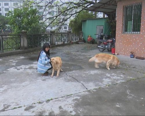 春季猫狗易伤人 宠物主人要及时带宠物接种狂犬疫苗