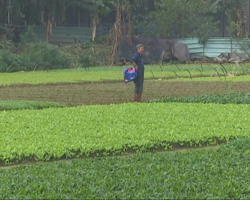 回南天气影响蔬菜产量 菜价暂无升幅现象