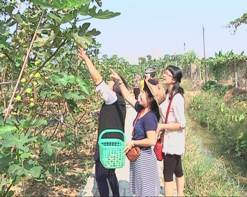 我镇大力发展现代农业显成效