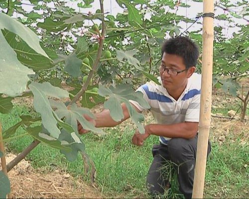 两个80后小伙放弃职场工作  当农民种植无花果