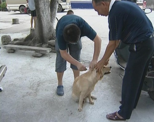 我镇设48个狂犬疫苗点  开展秋季免费接种工作