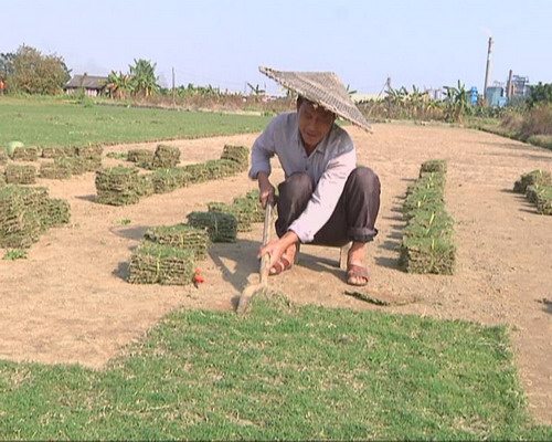 阳春三月  农户种草卖草忙