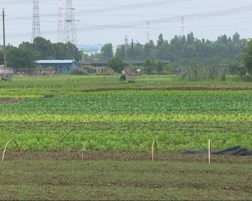 近期连降大雨  菜农收成减产