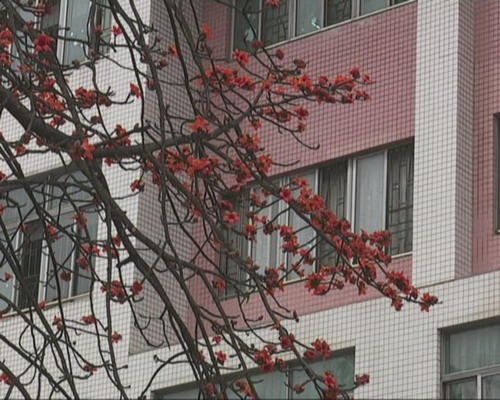 木棉花争艳撒地 市民切勿现摘食用