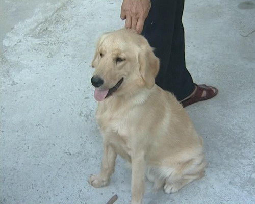 春季犬猫易狂躁 小心其“发脾气”伤人