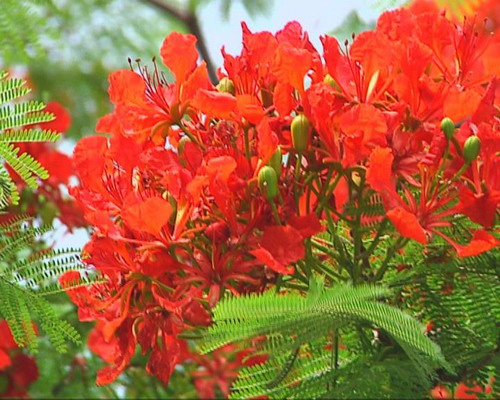 凤凰花灿烂绽放  红火初夏扮靓广场