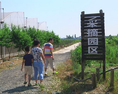 我镇休闲观光农业渐成规模 国庆长假市民可体验农家乐