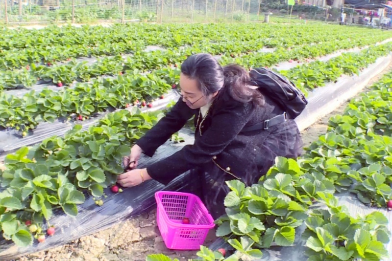 望牛墩镇草莓种植基地喜迎丰收季  鲜美草莓成熟待采