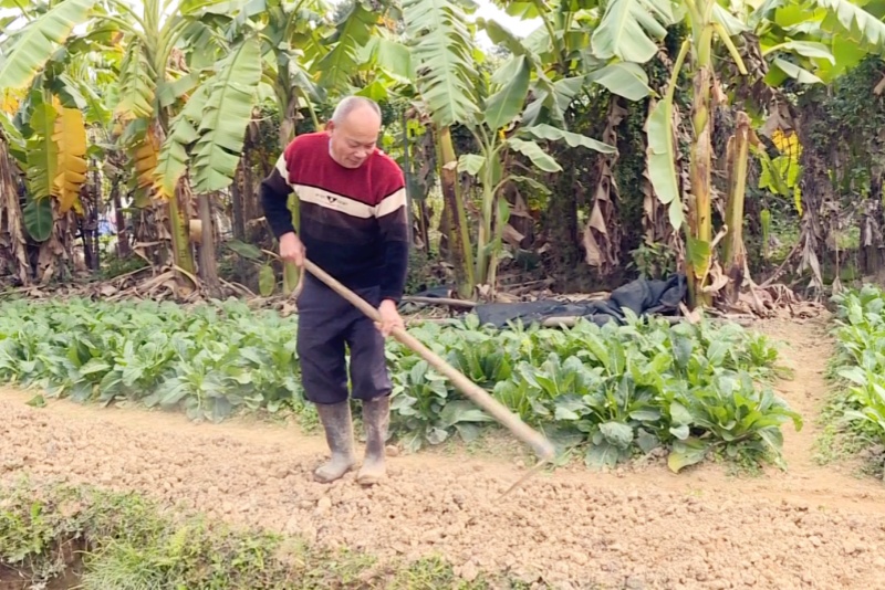 望牛墩菜农积极应对寒潮   加强田间管理工作