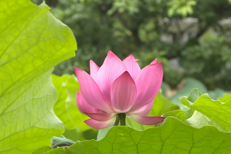 望牛墩：夏日赏荷正当时 碧波粉黛绘就清凉美景
