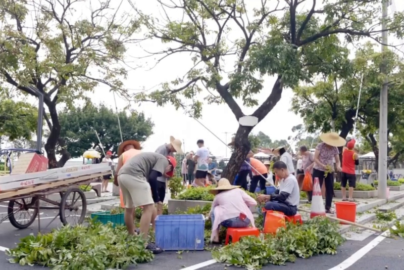 望牛墩李屋村：150棵龙眼喜迎丰收 村民共享“甜蜜”