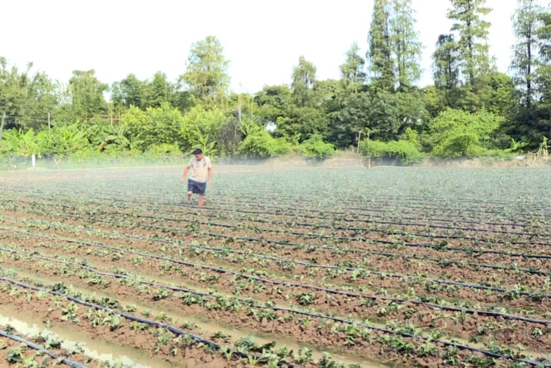 望牛墩：草莓种植正当时  冬日鲜甜提前约！