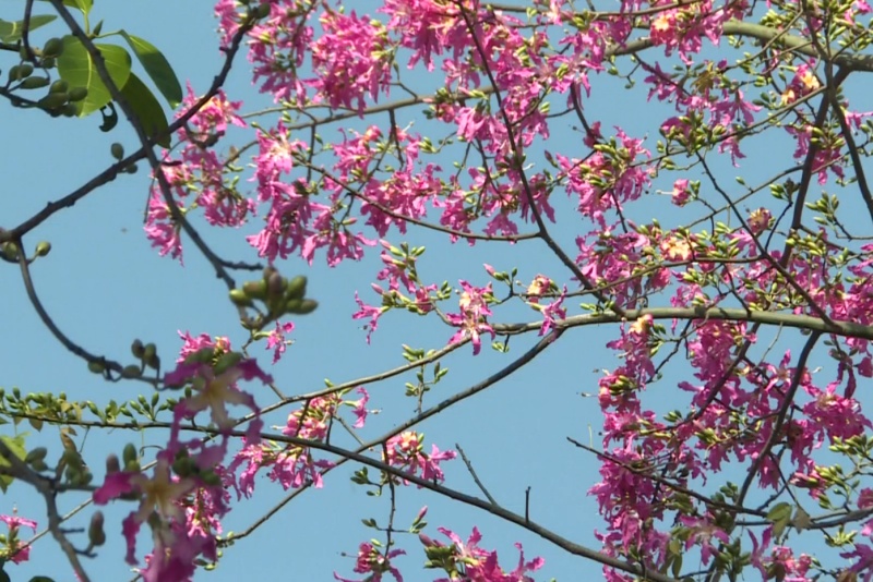异木棉花开，望牛墩“粉色浪漫”已就绪