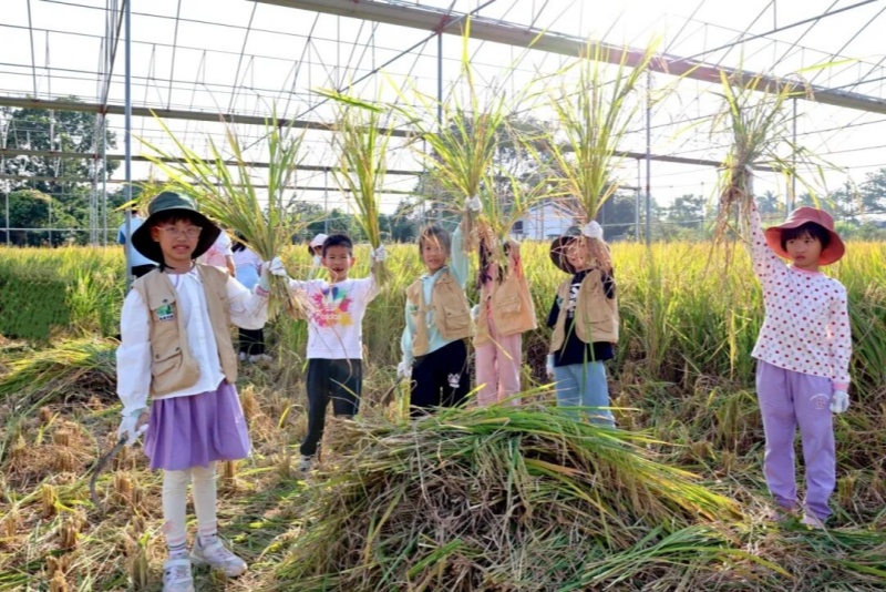 晚稻收割正当时 亲子同享丰收乐
