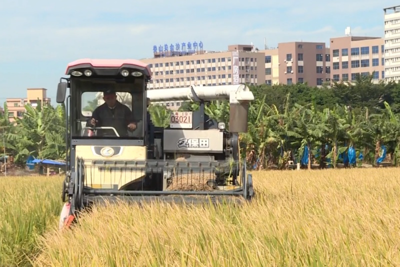 风吹稻浪香！望牛墩镇晚稻收割忙