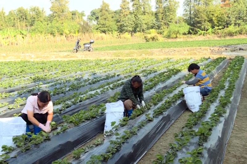 草莓陆续开花挂果 预计12月中旬甜蜜上市