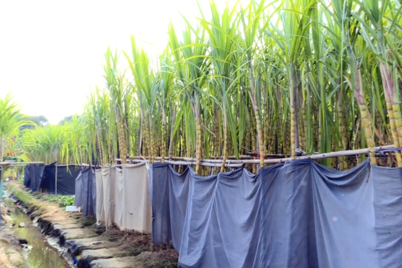 杜屋村甘蔗清甜上市 价格平稳