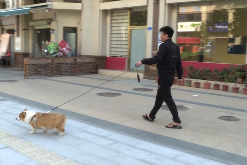“铲屎官”注意啦！新规1月1日起实施，请牵好“文明绳”