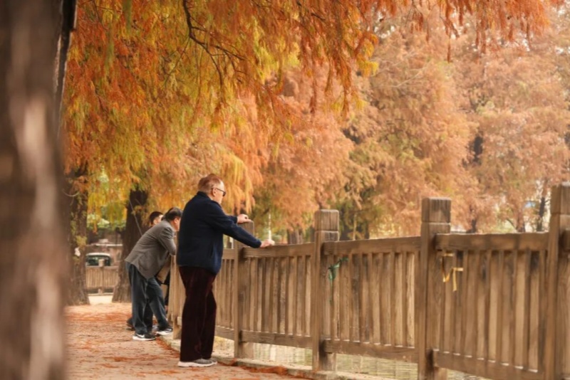 层林尽染！望牛墩镇落羽杉进入最佳观赏期