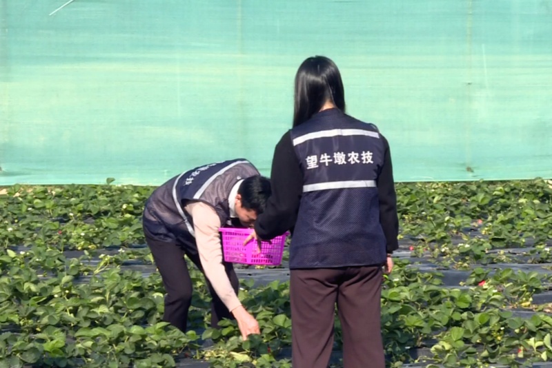 节前守护&ldquo;莓&rdquo;好食光 望牛墩镇开展草莓质量安全专项监管行动