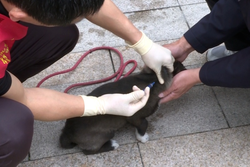 犬猫、家禽免费打疫苗！望牛墩镇全面启动春季动物防疫工作