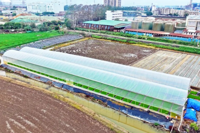 春耕启幕，望牛墩水稻育秧正当时