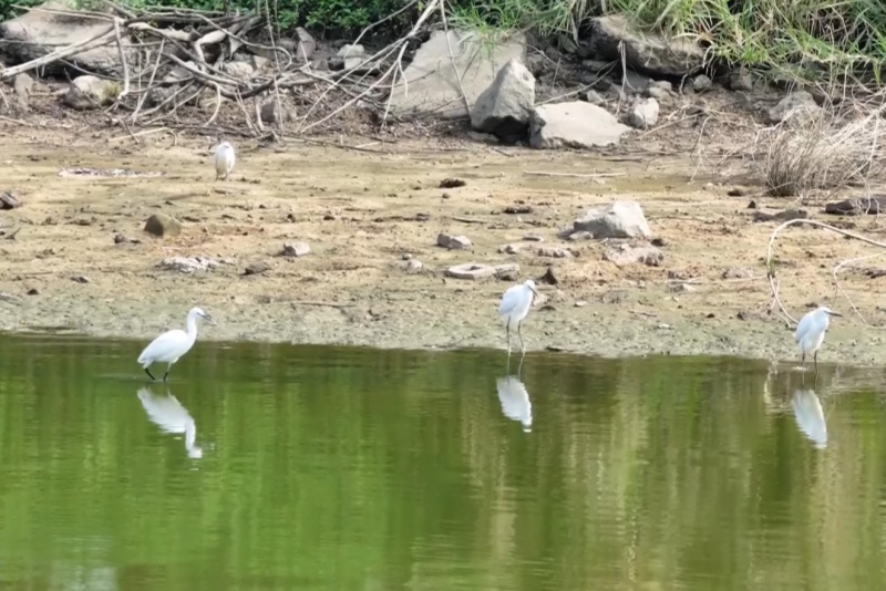 望牛墩：水清岸绿引白鹭 生态宜居尽显水乡魅力