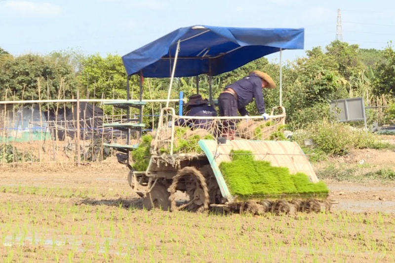 抢抓农时不负春！望牛墩全力推进早稻插秧工作