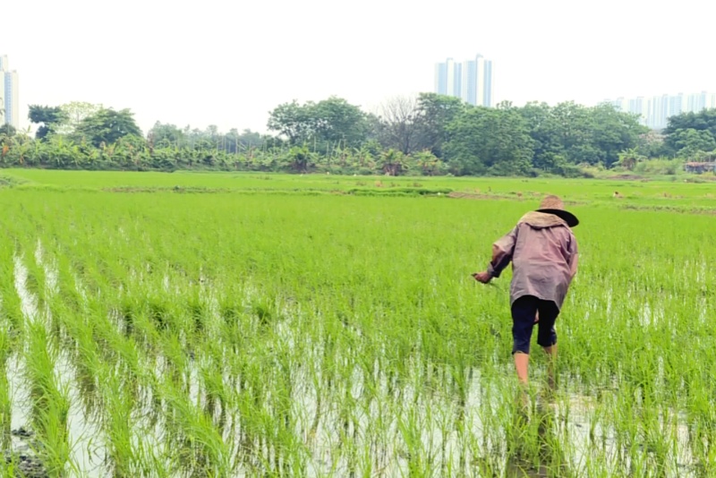 望牛墩：&ldquo;谷雨&rdquo;至  紧抓农时强管理  夯实早稻丰收基础