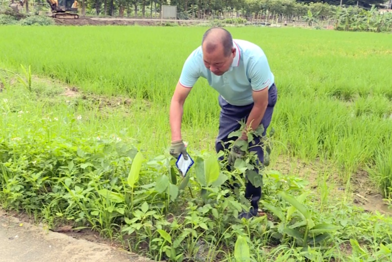 红火蚁进入繁殖高峰 村委助农消杀筑牢安全防线