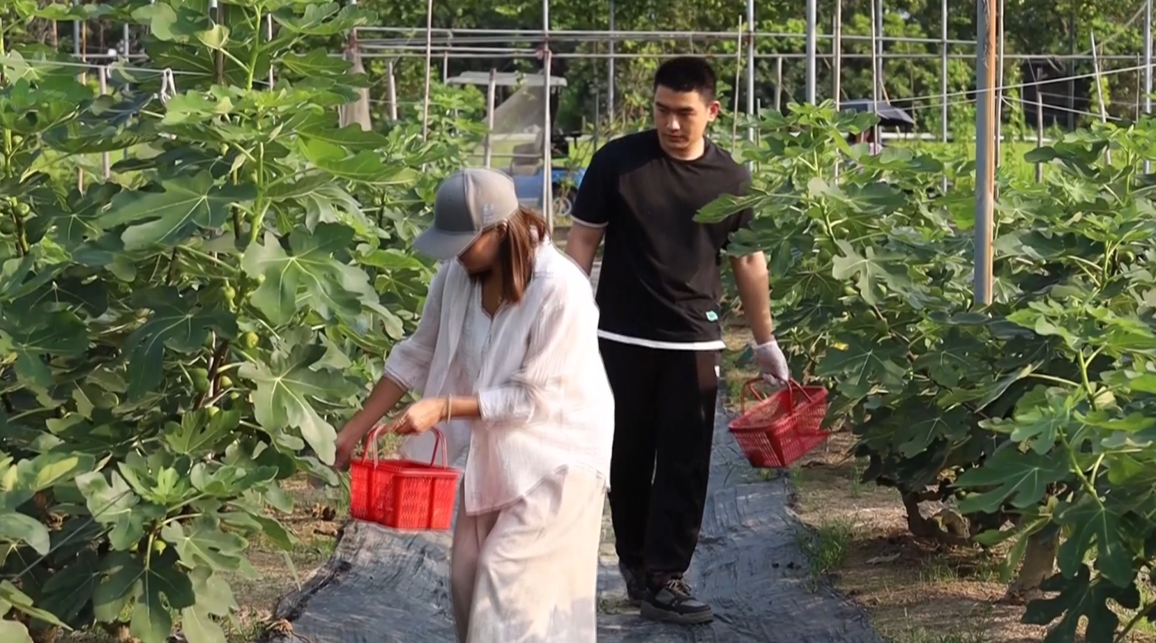 盛夏尝鲜正当时 无花果迎来采摘旺季