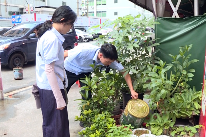 望牛墩：持续深化爱国卫生行动 多措并举整治蚊虫孳生地